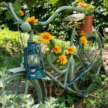 Daire Napraforgo Vendeghaz