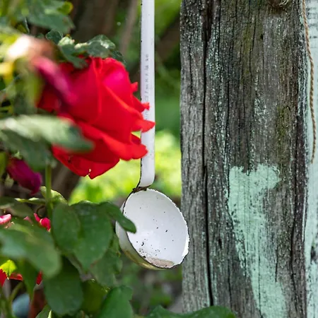 Napraforgo Vendeghaz Daire Tótvázsony